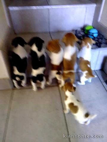 CHIOTS JACK RUSSEL A DONNER POUR BONS SOINS 