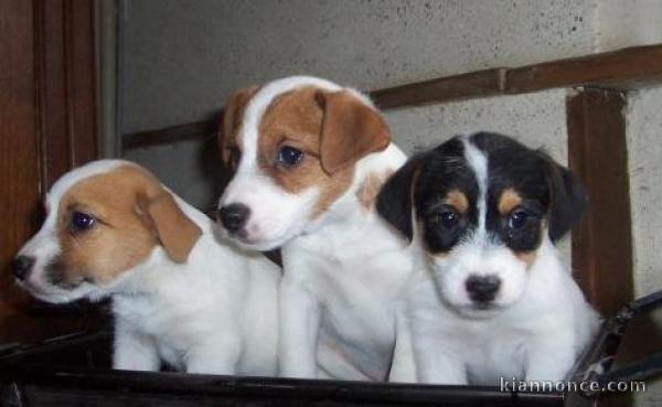 CHIOTS JACK RUSSEL A DONNER POUR BONS SOINS