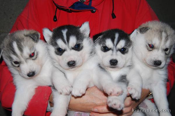 CHIOTS HUSKY SIBERIE A DONNER PAS A VENDRE 