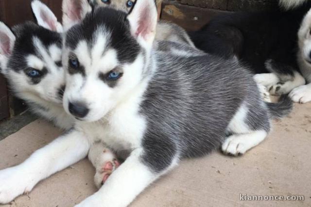 CHIOTS HUSKY SIBERIE A DONNER PAS A VENDRE 