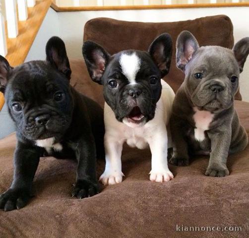 Chiots bouledogue français Lof à donner