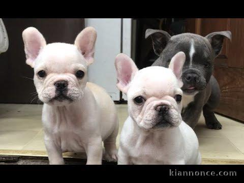 Superbes Chiots bouledogue français Lof 