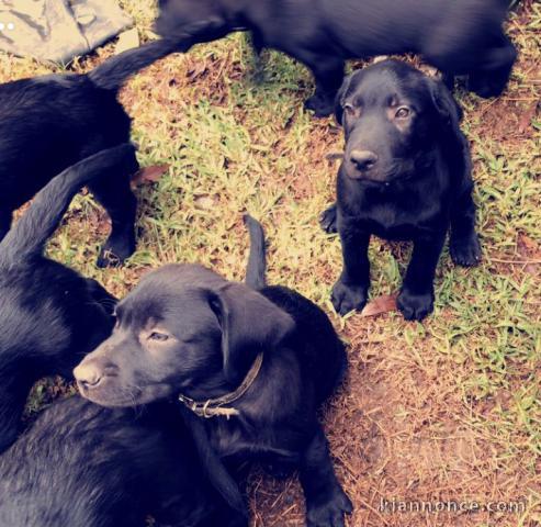 Vends Chiots labradors 