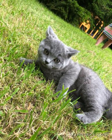 Nos chatons british shorthair