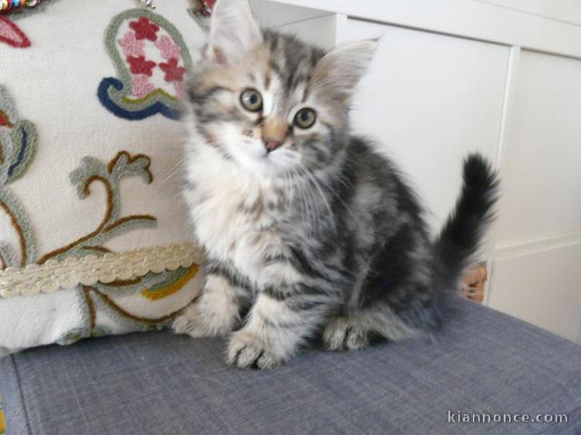 Nos chatons maine coon non loof 