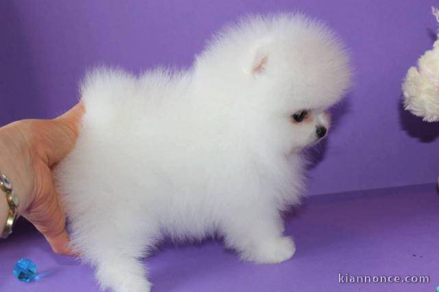 7 beaux chiots spitz nain