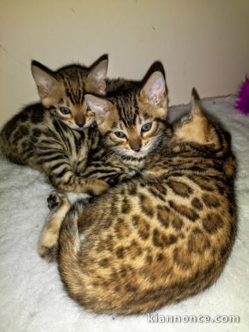 Magnifique chatons Bengal