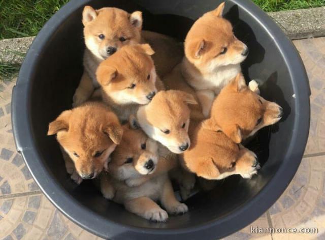 Chiots shiba inu disponibles