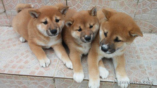 Chiots shiba inu disponibles