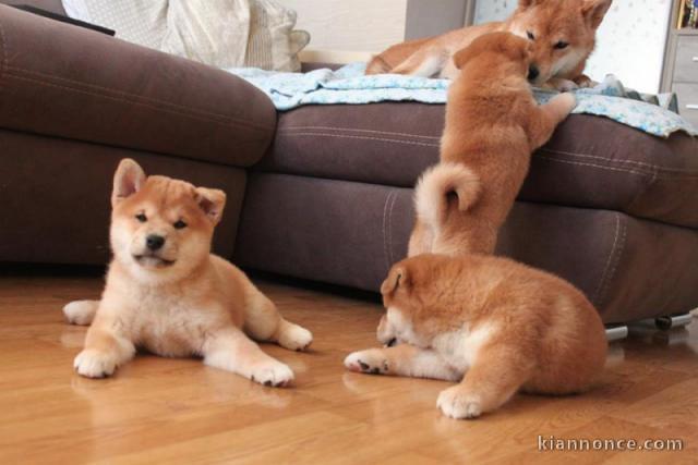 Chiots shiba inu disponibles