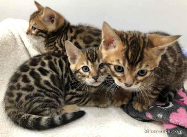 suerbes chatons bengal