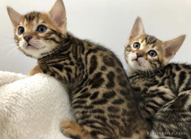 superbes chatons bengal