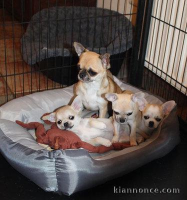 CHIOTS CHIHUAHUA A DONNER POUR BONS SOINS