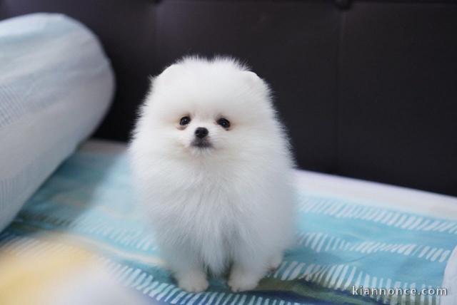  Adorables petits chiots spitz nain