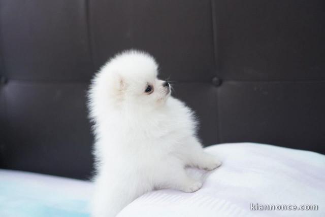 Adorables petits chiots spitz nain