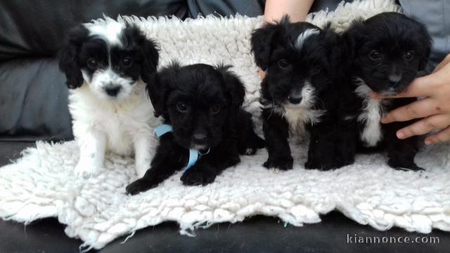  chiots Biewer Terrier