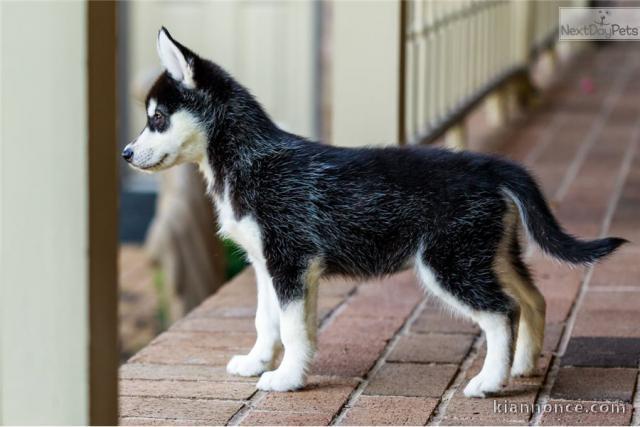 Adorable Husky Siberian Disponible