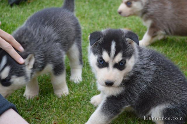  Husky Siberian Disponible au yeux bleu