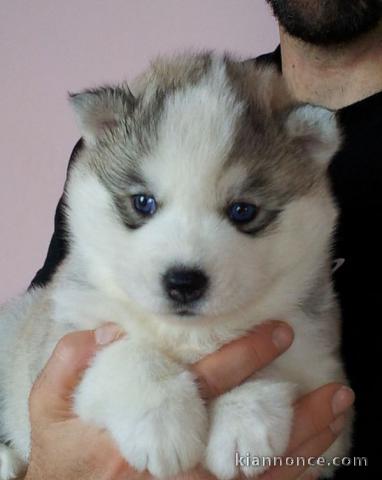 chiots husky de sibérie