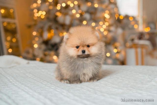 Adorables petits chiots spitz nain