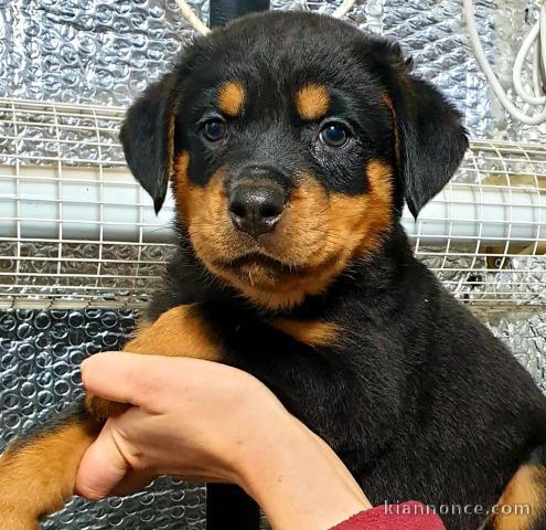 Jolie chiots rottweiler