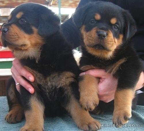 Jolie chiots rottweiler