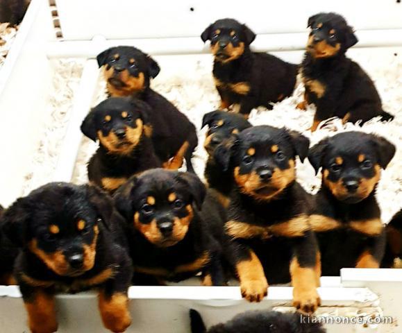 Jolie chiots rottweiler