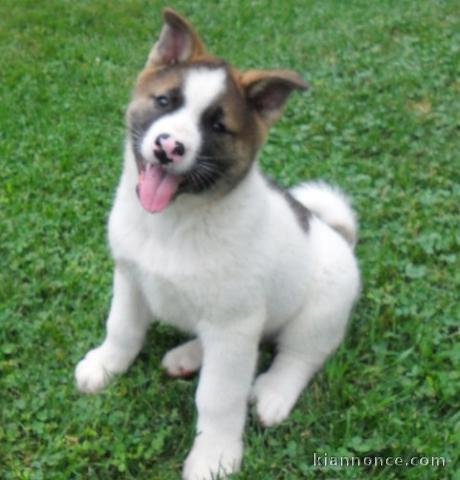 Chiots Akita pour bonne maman