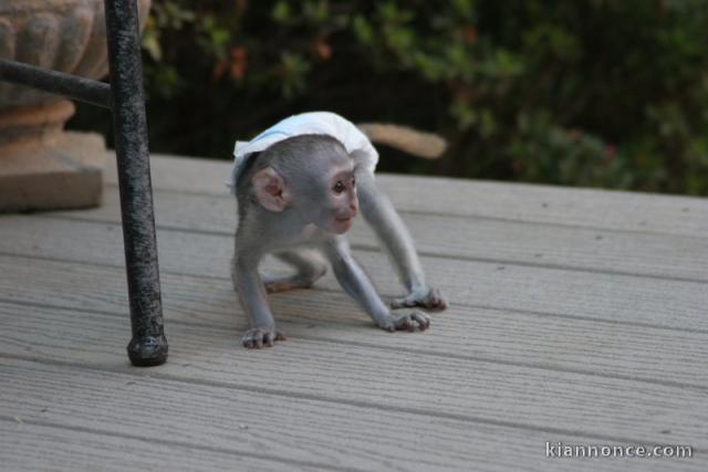 singes capucins pour une bonne famille