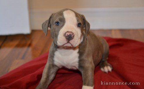 Chiots PITBULL Americain pour bonne maison