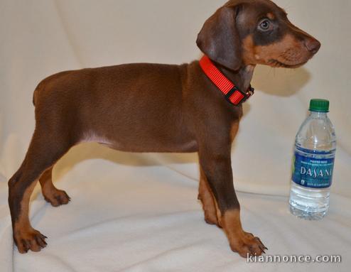 Chiots Dorberman disponible a donner