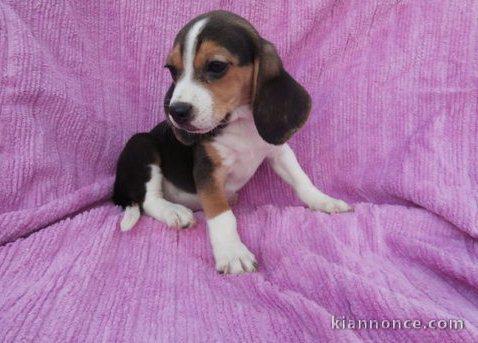 Chiots beagle pour bonne maison