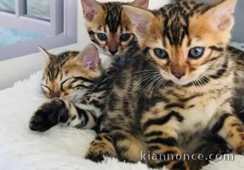 Magnifique chatons Bengal