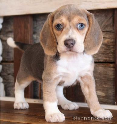 disponibles 3 chiots Males et femelles beagles