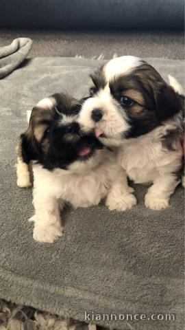 Magnifique Chiots Shih Tzu