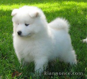 Berger blanc suisse pour bonne famille