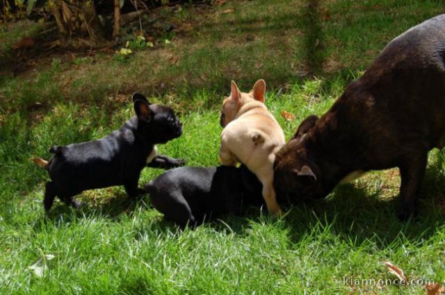 Magnifiques chiots Bouledogue français