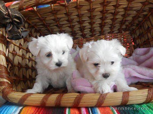 adorables chiots Bichon Maltais