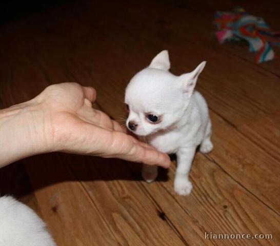 Adorables chiots chihuahua