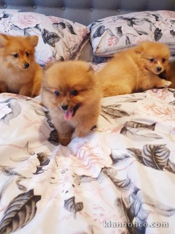 Adorables petits chiots spitz nain