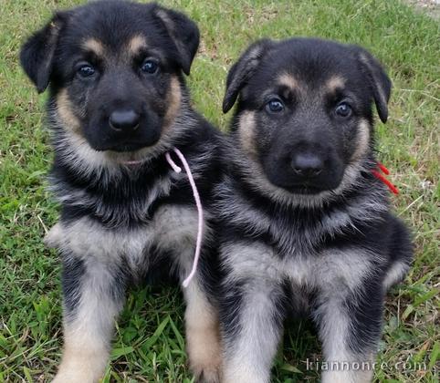 Chiots berger allemagne pour bonne maison