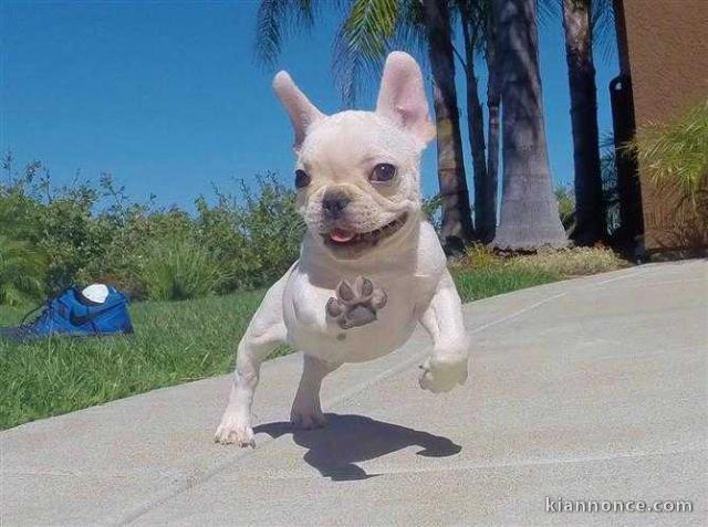 Chiots bouledogue Francais pour bonne maison