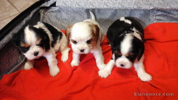 chiots cavalier king charles