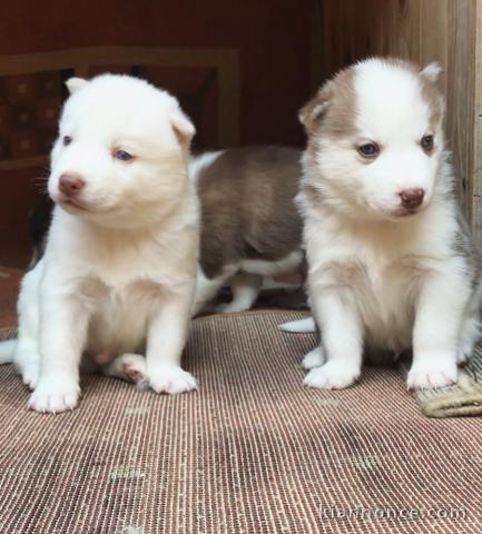 Magnifiques chiots Husky de Sibérie