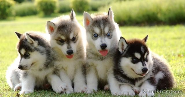 Superbes chiots husky de siberie LOF