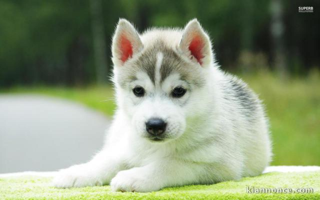 chiots Husky de Sibérie