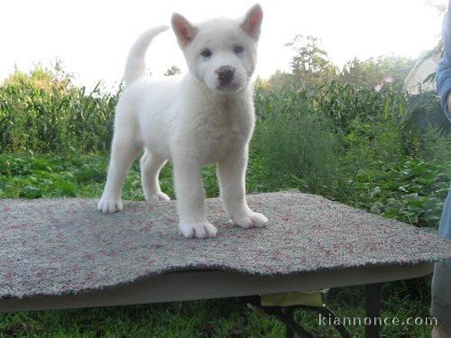 Chiots Akita pour bonne famille