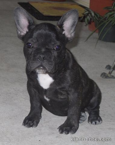 Chiots bouledogue Francais pour bonne maison