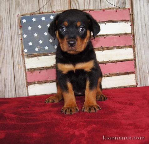 chiots Rotweiller pour bonne maison