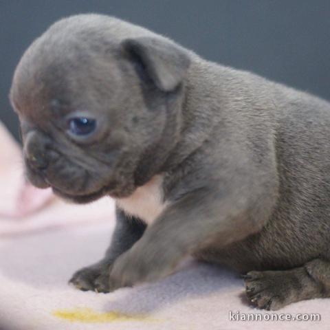 Magnifiques chiots Bouledogue français bleu